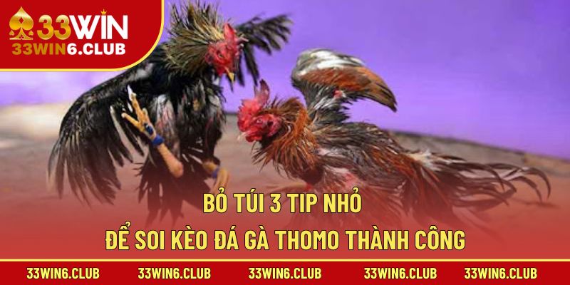 Bỏ túi 3 tip nhỏ để soi kèo đá gà Thomo thành công