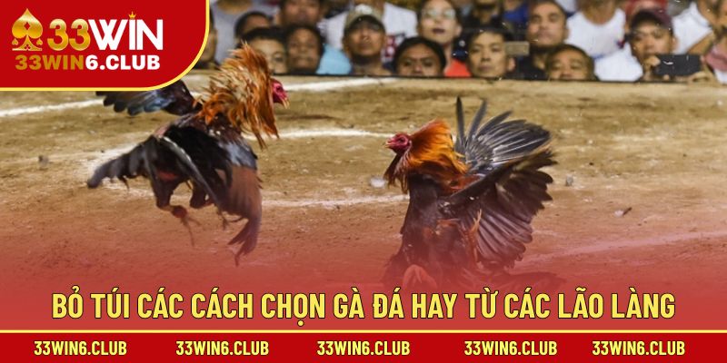 Bỏ túi các cách chọn gà đá hay từ các lão làng