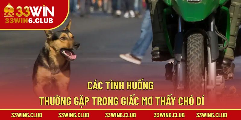 Các tình huống thường gặp trong giấc mơ thấy chó dí