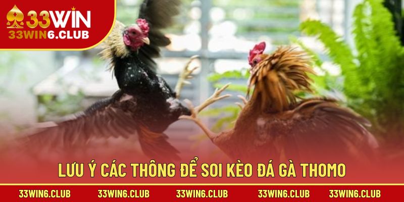Lưu ý các thông để soi kèo đá gà Thomo