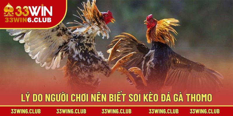 Lý do người chơi nên biết soi kèo đá gà Thomo