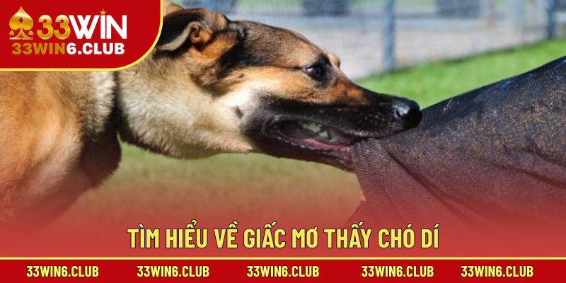 Tìm hiểu về giấc mơ thấy chó dí